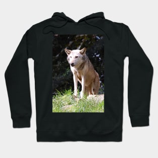 Gray Wolf poised and ready Hoodie